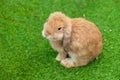 Cute Bunny domestic exotic pet, French Lop baby Rabbit single sitting on green grass field with copy space for text Royalty Free Stock Photo