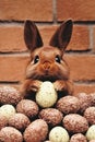 Cute bunny with fluffy fur holding a speckled egg surrounded by chocolate eggs on a brick wall background, Easter Royalty Free Stock Photo