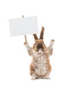 Cute bunny holding a white banner