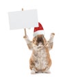 Cute bunny holding blank white banner