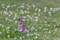 cute bunny on lawn with wildflowers in summer Royalty Free Stock Photo
