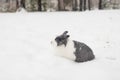 Rabbit in the snow. Easter bunny in the winter forest. Royalty Free Stock Photo
