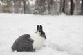Rabbit in the snow. Easter bunny in the winter forest. Royalty Free Stock Photo