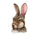 Cute bunny portrait. Watercolor illustration. Hand drawn nice rabbit. Symbol 2023 year. Funny bunny head. Beautiful