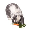 Cute Bunny Rabbit Bending Down to eat Carrot