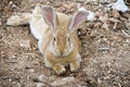 Bunny rabbit with big ears lying down and resting on fields Royalty Free Stock Photo