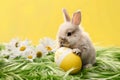 Cute bunny rabbit, easter egg and flowers. Concept of happy easter day Royalty Free Stock Photo