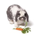 Cute Bunny Rabbit Eating Carrot and Greens