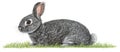 Cute Bunny Rabbit in Grey on Green Grass, Perfect for Easter and Spring Wishes Royalty Free Stock Photo