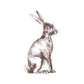 Cute bunny, rabbit or hare isolated hand drawn with contour lines on white background. Elegant drawing of funny adorable