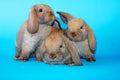 Cute bunny rabbit kit on colorful studio background