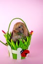 Cute bunny rabbit kit on colorful studio background