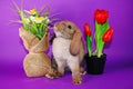 Cute bunny rabbit kit on colorful studio background