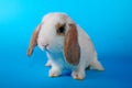 White hotot lop Cute bunny rabbit kit on colorful studio background