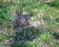 Cute Bunny Rabbit with Purple Flowers at Aztec Ruins Royalty Free Stock Photo