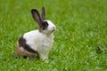 Cute bunny relaxing on grass