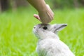 Cute bunny relaxing on grass