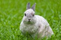 Cute bunny relaxing on grass