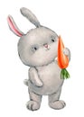 Cute bunny with carrot. playing rabbit watercolor illustration isolated on white background. Watercolor funny bunnies Royalty Free Stock Photo