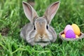 Cute bunny sitting on a grass with a basket of colorful eggs Royalty Free Stock Photo