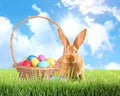 Cute bunny and wicker basket with colorful Easter eggs on green grass outdoors Royalty Free Stock Photo