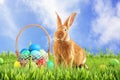 Cute bunny and wicker basket with colorful Easter eggs on green grass outdoors Royalty Free Stock Photo