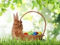 Cute bunny and wicker basket with colorful Easter eggs on green grass outdoors Royalty Free Stock Photo