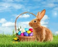 Cute bunny and wicker basket with colorful Easter eggs on green grass outdoors Royalty Free Stock Photo