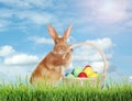 Cute bunny and wicker basket with colorful Easter eggs on green grass outdoors Royalty Free Stock Photo