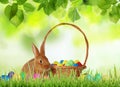 Cute bunny and wicker basket with colorful Easter eggs on green grass outdoors Royalty Free Stock Photo