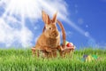 Cute bunny in wicker basket and colorful Easter eggs on green grass outdoors Royalty Free Stock Photo