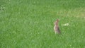 Cute buny outside in the yard Royalty Free Stock Photo