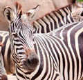 Cute burchell zebra from a safari zoo Royalty Free Stock Photo