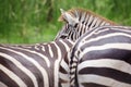 Cute burchell zebra from a safari zoo