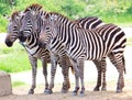 Cute burchell zebra from a safari zoo Royalty Free Stock Photo