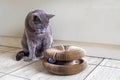 cute burna cat sits in the kitchen near the scratching post. Royalty Free Stock Photo