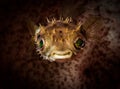 Underwater macro life in the Lembeh Straits of Indonesia