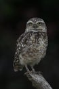 Cute Burrowing owl Athene cunicularia sitting on a branch. Royalty Free Stock Photo