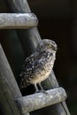 Cute Burrowing owl Athene cunicularia sitting on a wooden ladder. Royalty Free Stock Photo