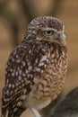 Cute Burrowing Owl, Athene cunicularia, staring off to right with such attitude