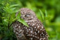 Cute Burrowing Owl Smelling Flower Royalty Free Stock Photo