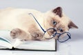 Cute business cat wearing glasses Royalty Free Stock Photo