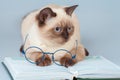 Cat with glasses lying on the book Royalty Free Stock Photo