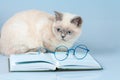 Cat with glasses lying on the book Royalty Free Stock Photo