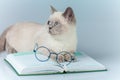 Clever cat with glasses, lying on the book Royalty Free Stock Photo