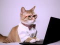 Cute busy cat with glasses. Concept of pet officer, business or office hours Royalty Free Stock Photo