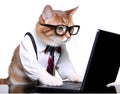 Cute busy cat with glasses. Concept of pet officer, business or office hours