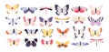 Cute butterflies. Decorative spring butterfly colorful wings. Monarch, moth and dragonfly. Tropical beautiful floral