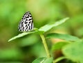 Cute butterfly in green background