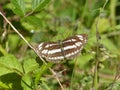 cute butterfly sunbathing in nature Royalty Free Stock Photo